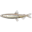Whitebait