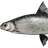 Svir Whitefish