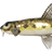 Siberian Gudgeon