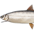 Siberian Sardine Cisco