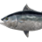 Atlantic bluefin tuna