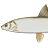 Ugui
