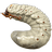 Rhinoceros beetle larva