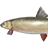 Round Whitefish