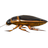 Diving beetle; Leech
