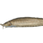 East Siberian Sturgeon