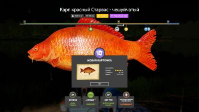 Trophy The Amber Lake