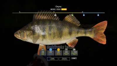 Trophy Winding Rivulet