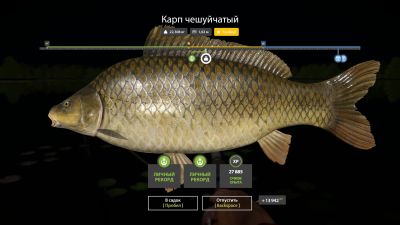 Trophy The Amber Lake